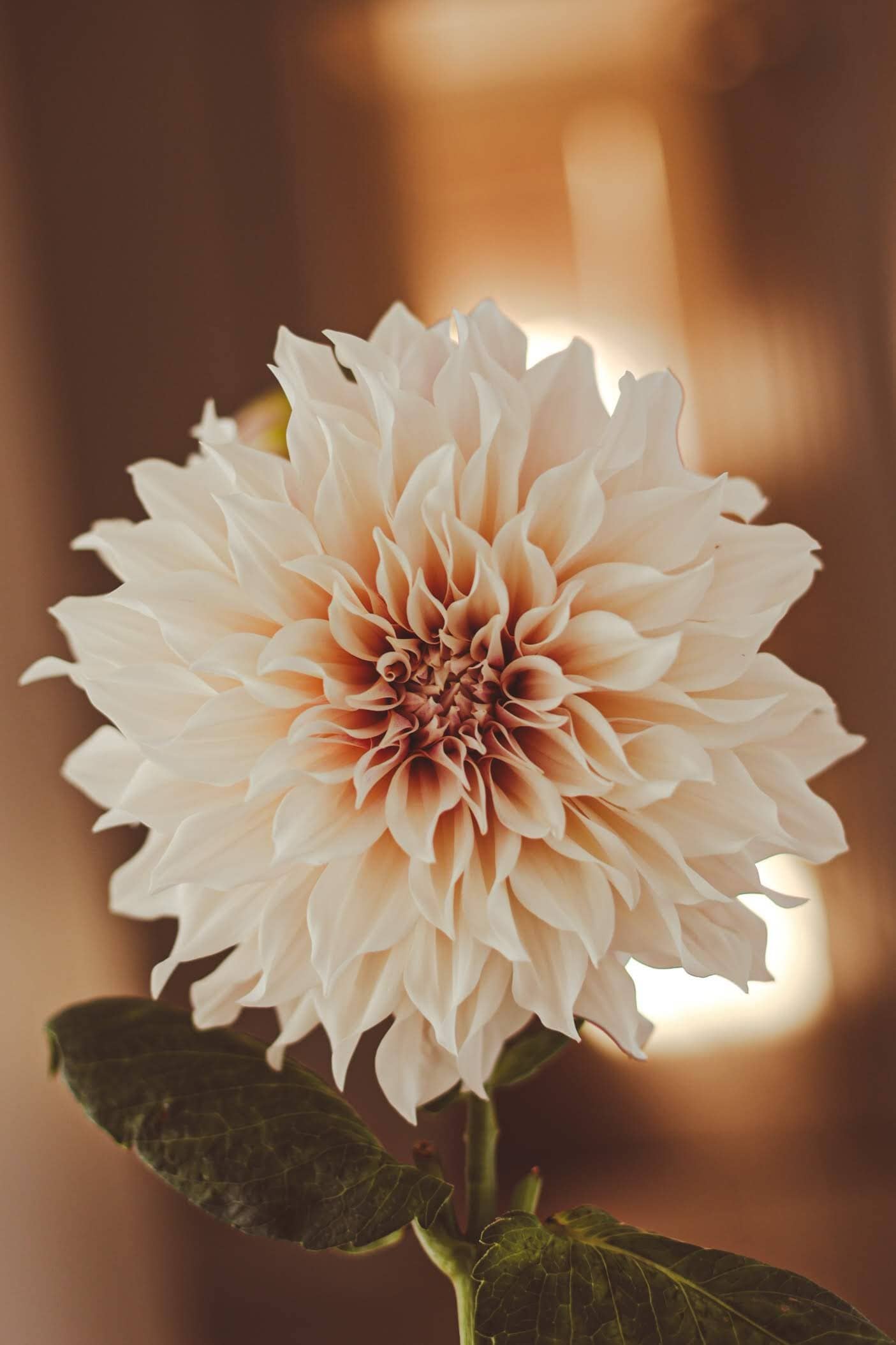 Cafe Au Lait