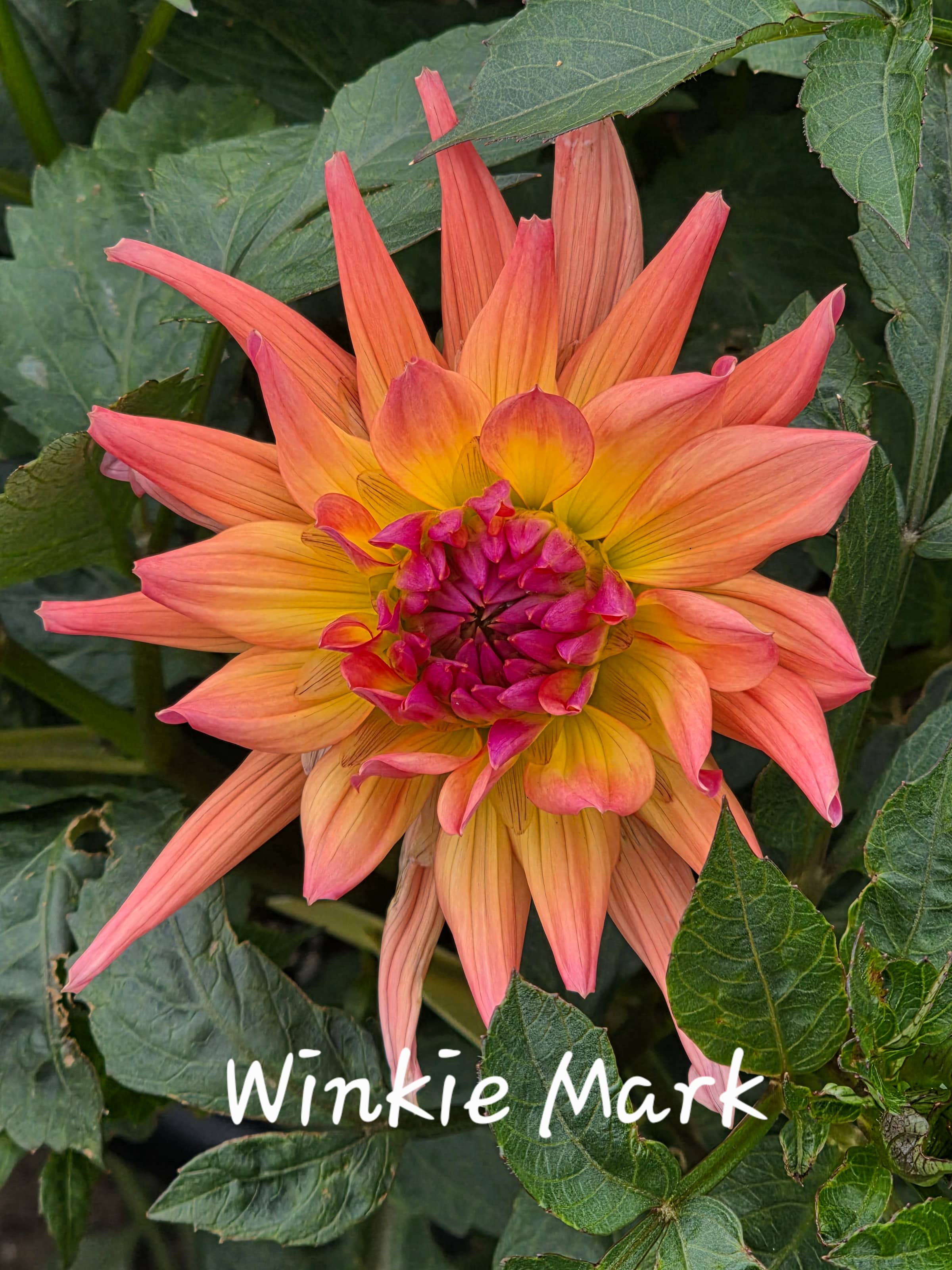 Winkie Mark