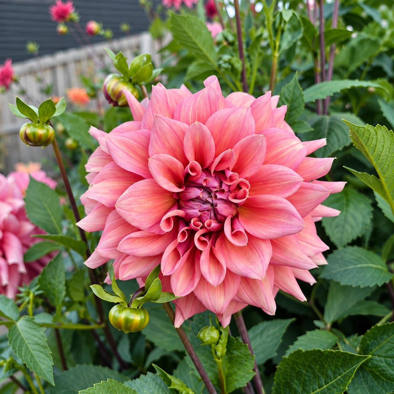 Lileah Caramel Rose photo 1
