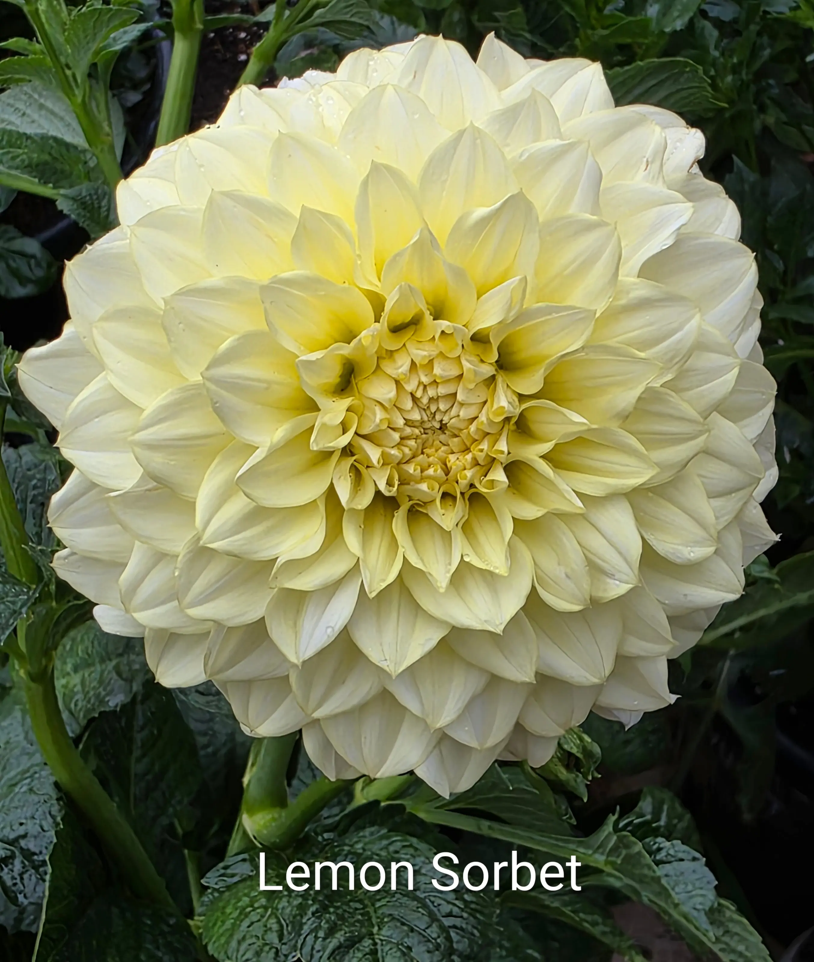 Lemon Sorbet photo 1