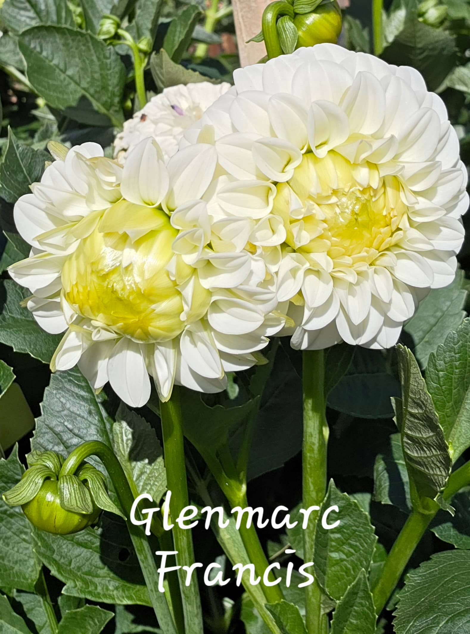 glenmarc francis