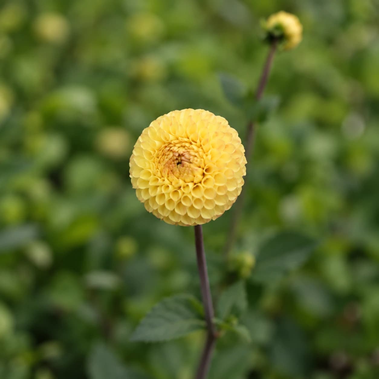 Apricot Willo photo 1