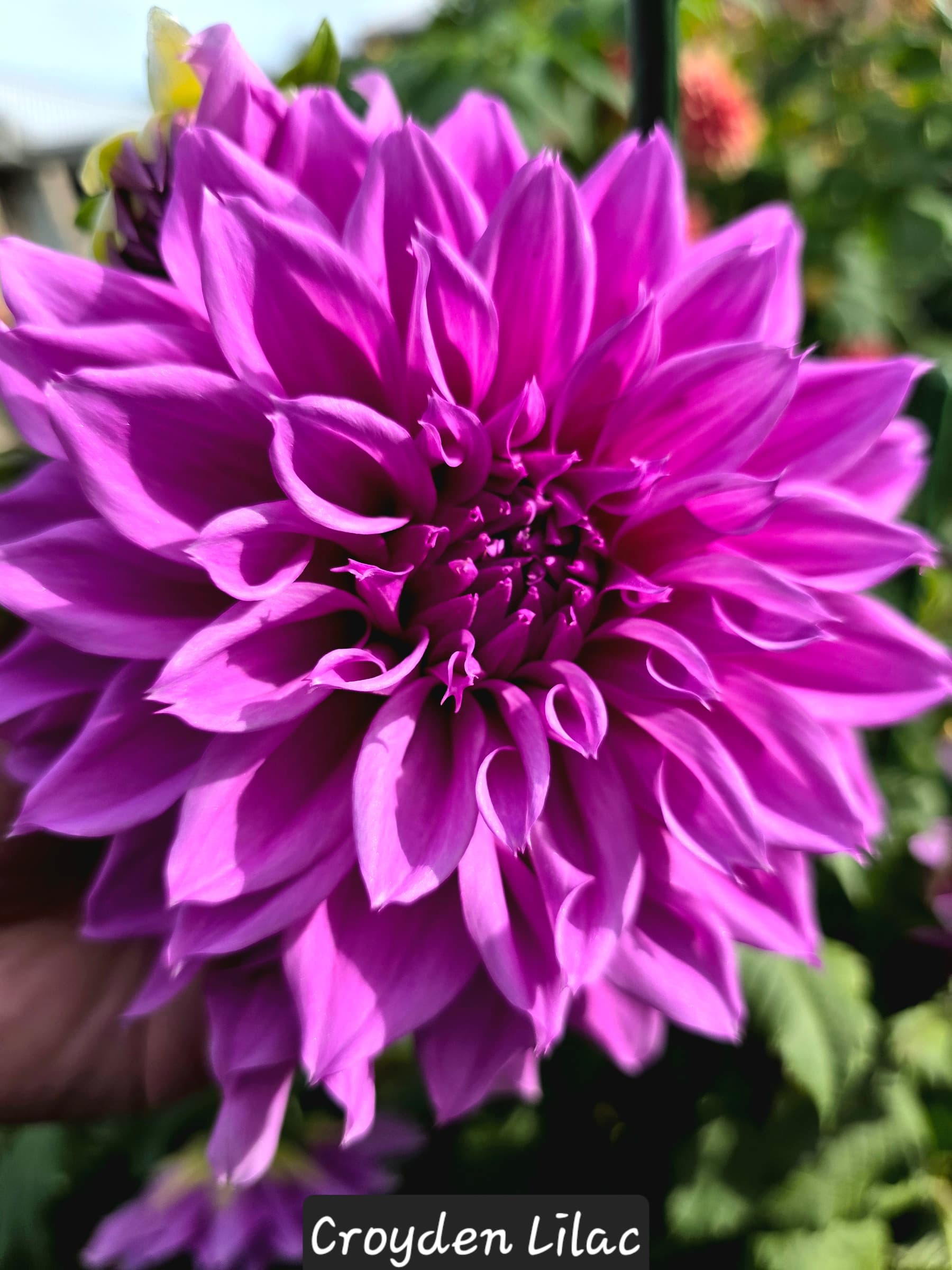 Croyden Lilac photo 1