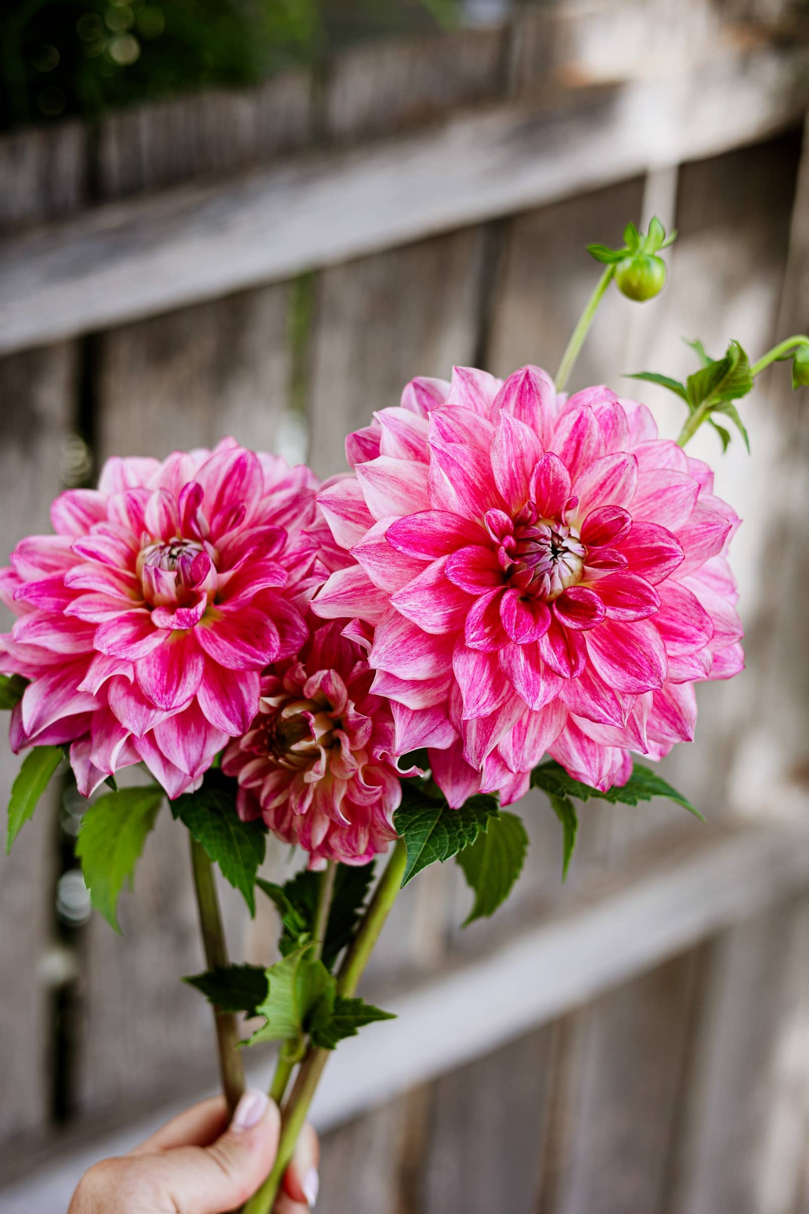Gabbies Pink