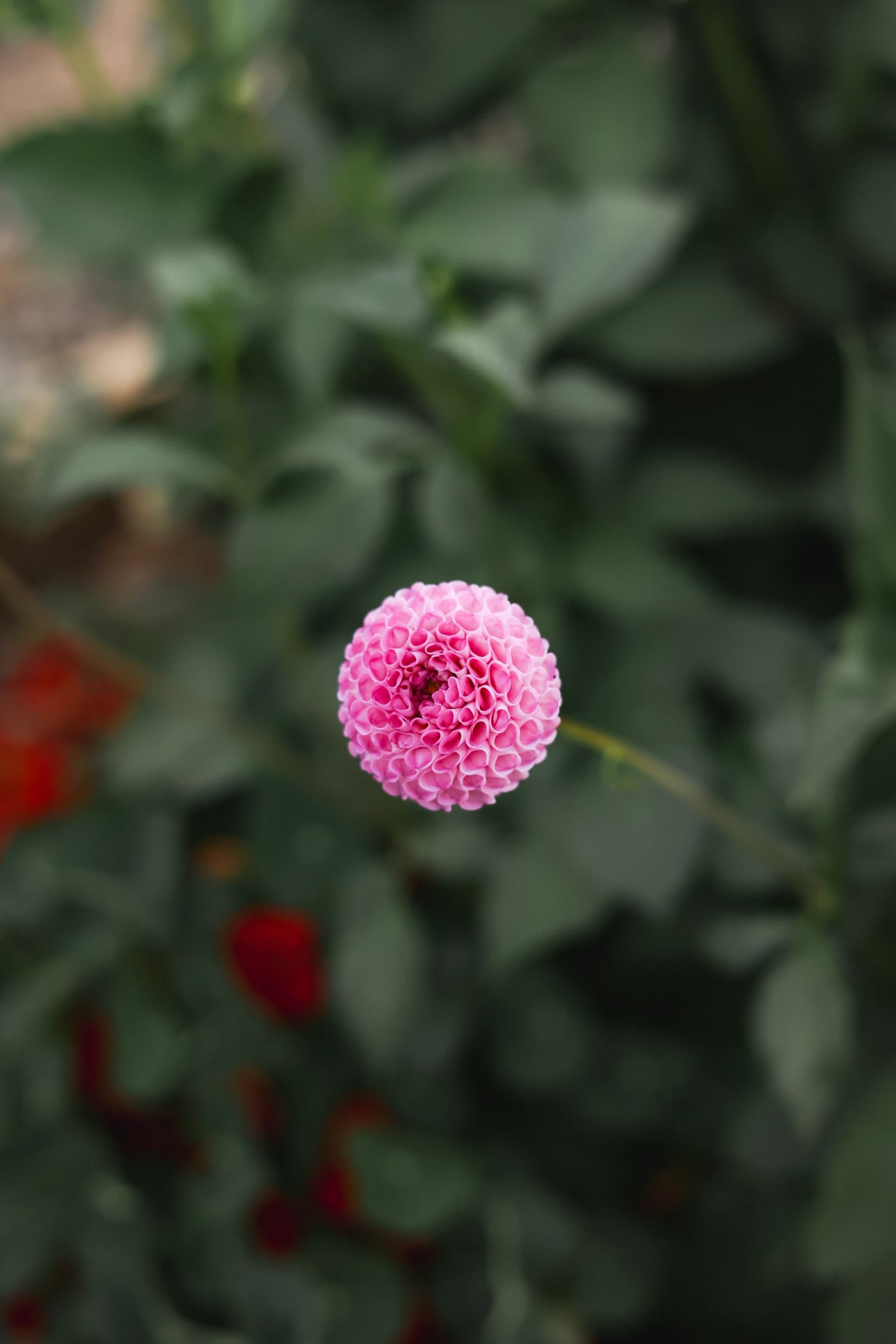 AI Pom photo 1