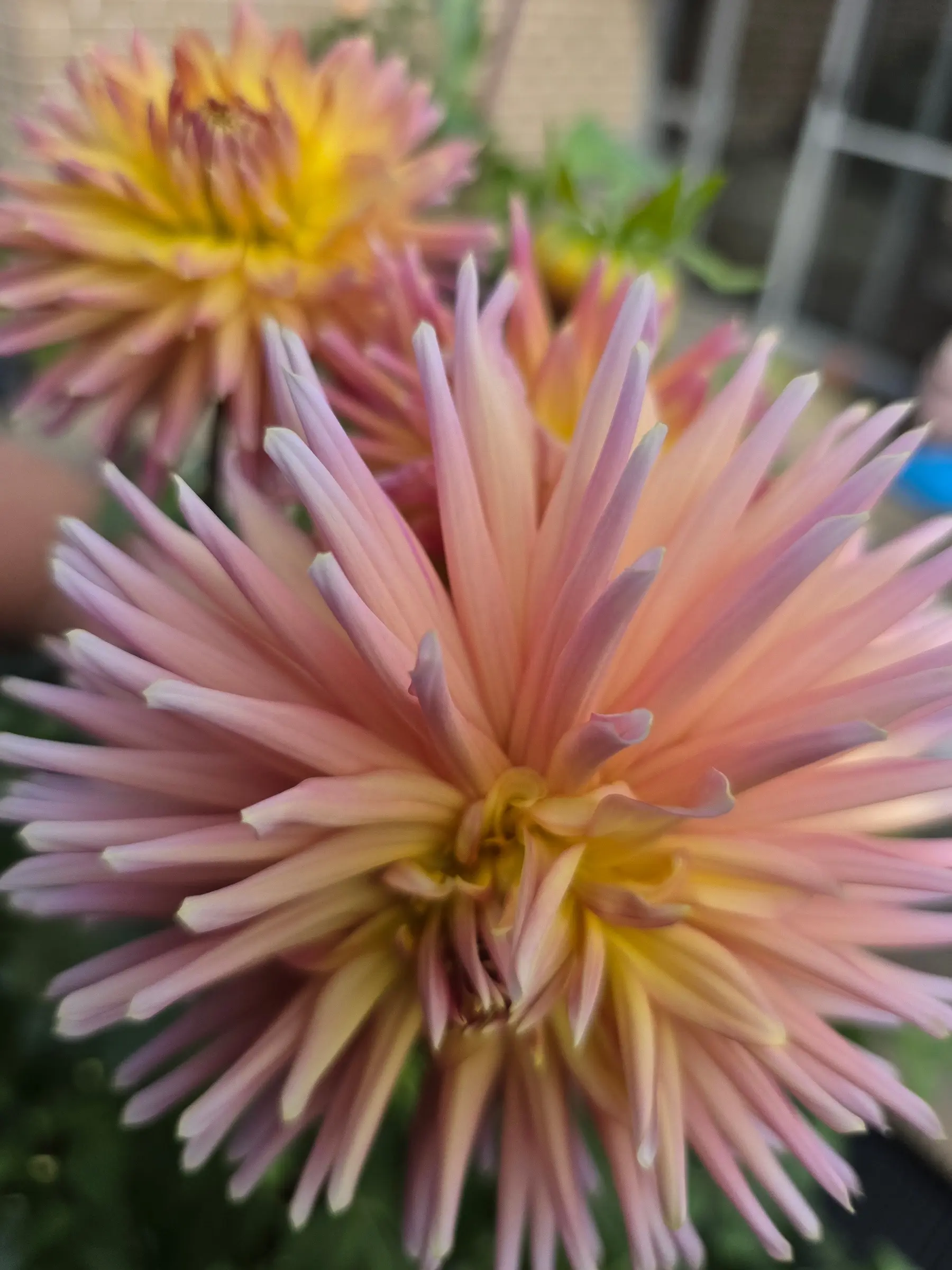 Pure Bliss photo 1