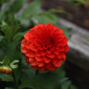 Hot Shot Dahlia