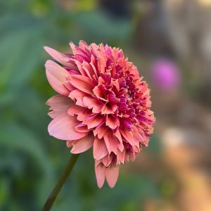 Wonderland (aka Ron's Beauty)