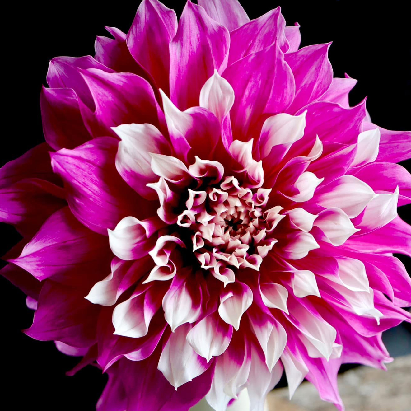 Ruthless Paula Cutting