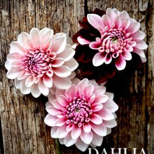 Ruthless Boomer Cutting