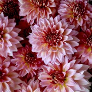 Ruthless Peachelopey Cutting