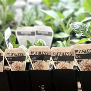 Ruthless Livi Cutting