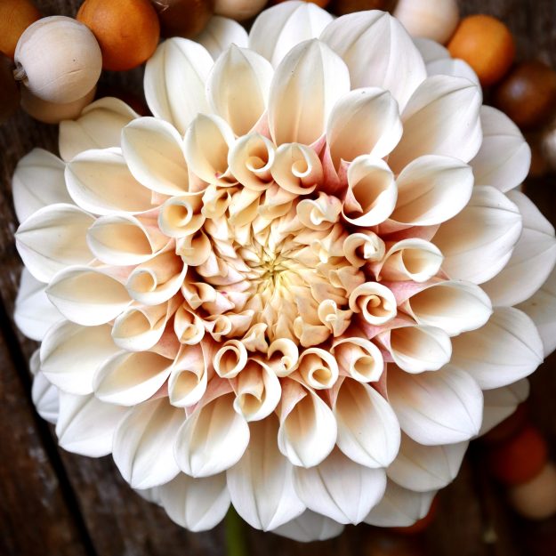 Dahlia Addiction Tasmania