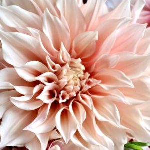 Cafe Au Lait established Cuttings